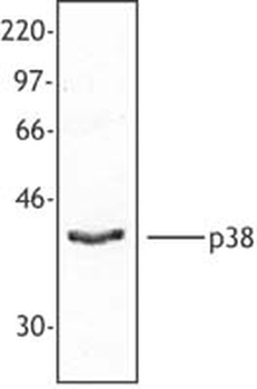 MAPK14/p38 Antibody