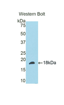 SLIT3 Antibody