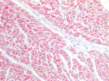 CD157 Antibody