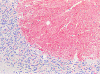 SNCA/Alpha-Synuclein Antibody