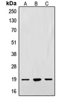 SNCA/Alpha-Synuclein Antibody