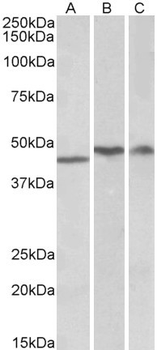 TDP-43/TARDBP Antibody