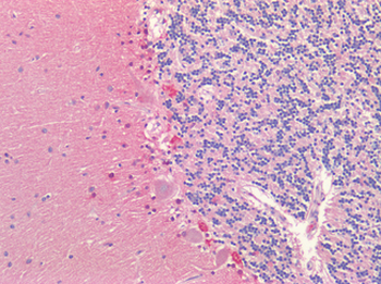 KCNA2/Kv1.2 Antibody