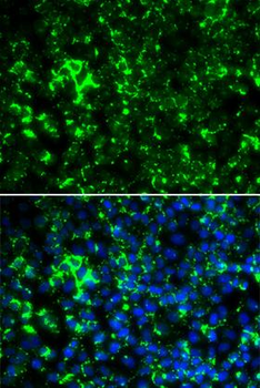 KCNA2/Kv1.2 Antibody