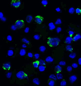 LAG3 Antibody