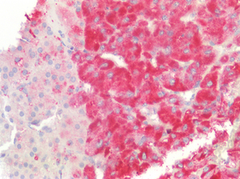 CD63 Antibody