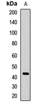 CD63 Antibody