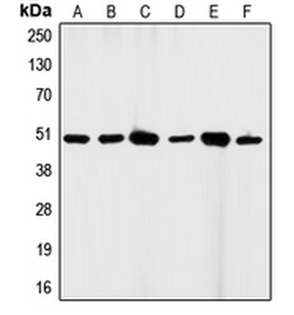 CD95/FAS Antibody