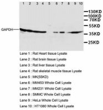 GAPDH Antibody