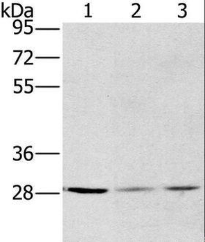 HSD17B12 Antibody