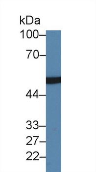 HABP2 Antibody