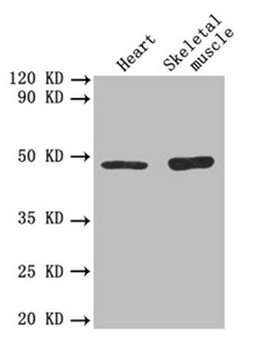 TGFB2/TGF Beta2 Antibody