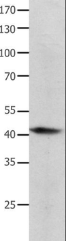BMP4 Antibody