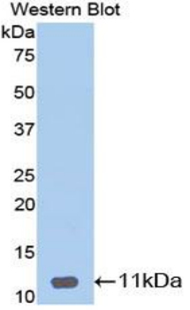 DEFB1/BD-1 Antibody