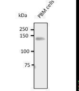 PECAM-1/CD31 Antibody
