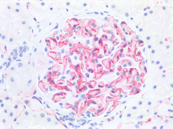 PECAM-1/CD31 Antibody