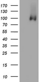 PECAM-1/CD31 Antibody