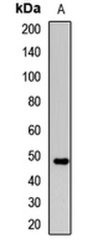 ACPP/PAP Antibody