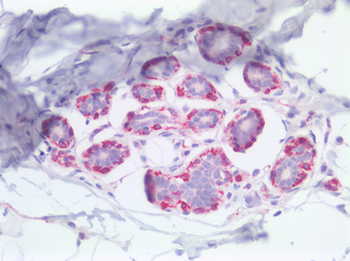 NES/Nestin Antibody
