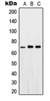 PTGS1/COX-1 Antibody