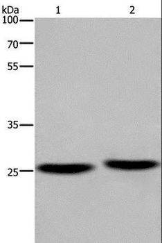 EPDR/EPDR1 Antibody