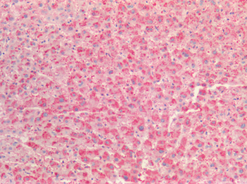 Prekallikrein Antibody