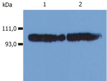 ITGB2/CD18 Antibody