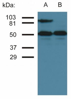 ICAM-1/CD54 Antibody