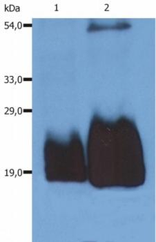 CD59 Antibody