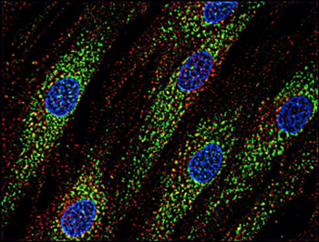 CD63 Antibody