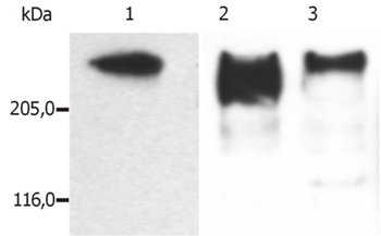 MAP2 Antibody