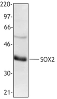 SOX2 Antibody