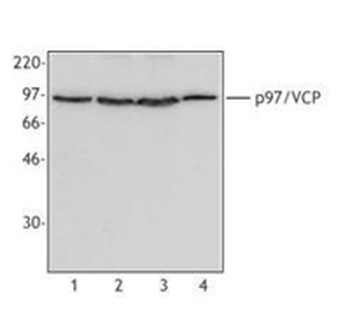 VCP Antibody