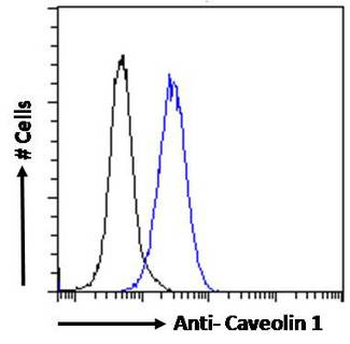 CAV1/Caveolin 1 Antibody