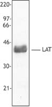 LAT Antibody