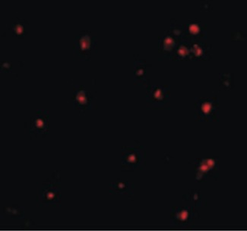 Apg7/ATG7 Antibody