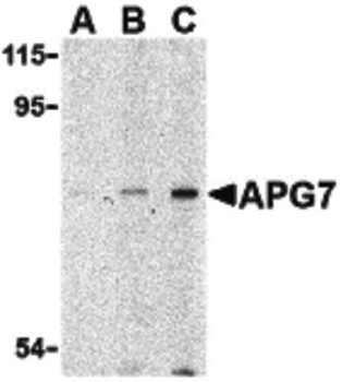 Apg7/ATG7 Antibody