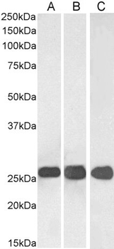 SNAP25 Antibody