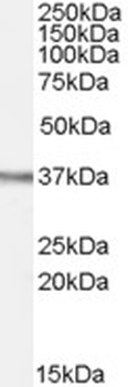 OGG1 Antibody