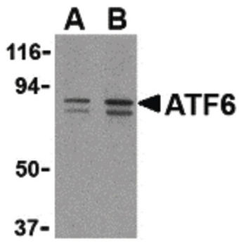 ATF6 Antibody