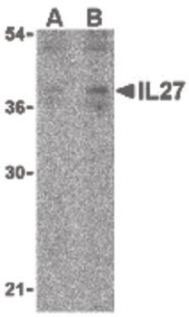 IL27 Antibody