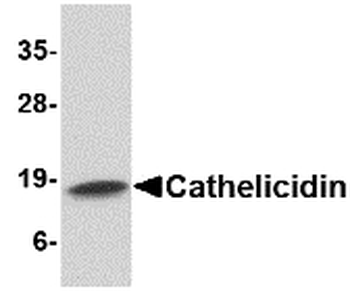LL37/Cathelicidin Antibody