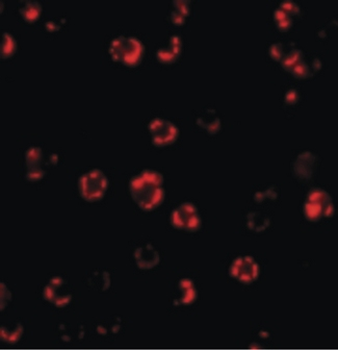 ATG16L1/ATG16L Antibody