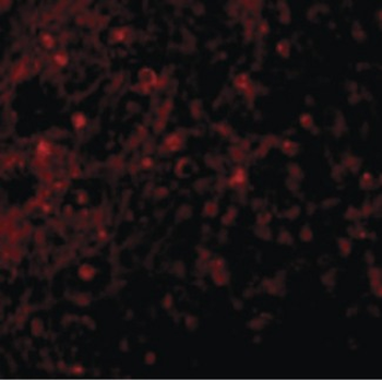 TNFRSF17/BCMA Antibody