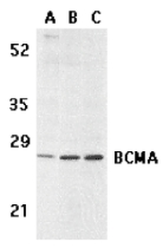 TNFRSF17/BCMA Antibody