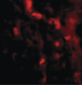 IRGM/LRG-47 Antibody