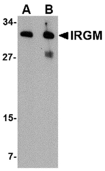 IRGM/LRG-47 Antibody
