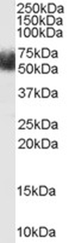 FBXL3 Antibody