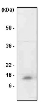 MIF Antibody