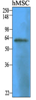 NT5E/eNT/CD73 Antibody